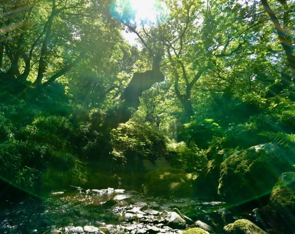 Green glade earth mother
