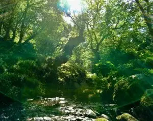 Green glade earth mother