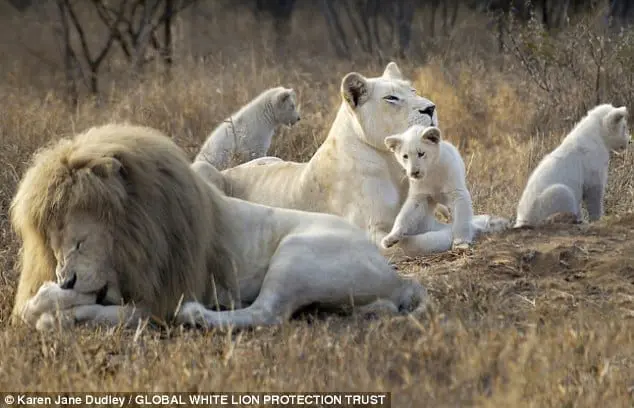White lions