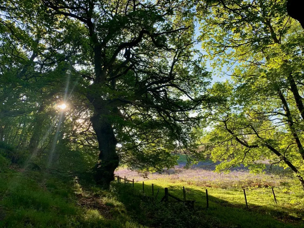 Ancient forest by the waterfalls with blueberlls off grid sustainable eco glampsite and glamping