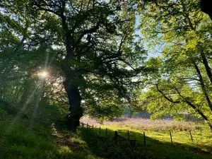 Ancient forest by the waterfalls with blueberlls off grid sustainable eco glampsite and glamping