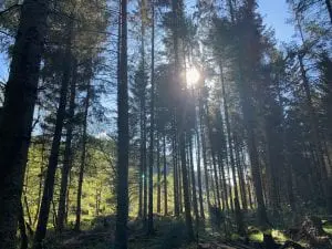 Cynwyd forest and the reservoir... 1 off grid sustainable eco glampsite and glamping