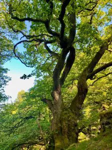 Grandmother oak by the waterfalls in cynwyd forest off grid sustainable eco glampsite and glamping