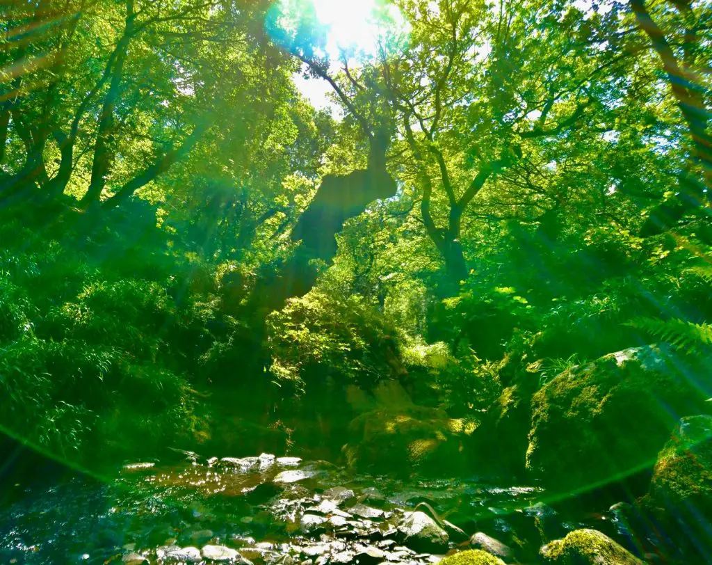 Green glade earth mother cynwyd ancient forest off grid sustainable eco glampsite and glamping