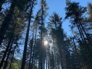 Cynwyd forest beautiful trees off grid sustainable eco glampsite and glamping